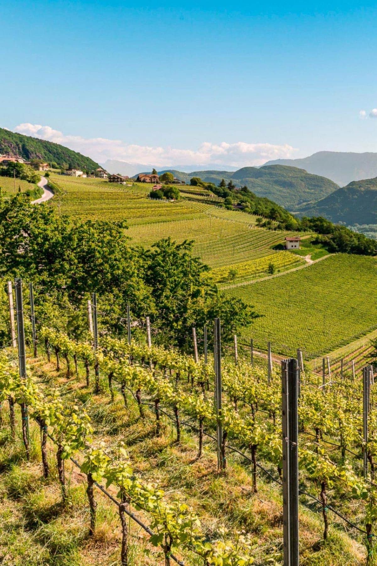 Alto Adige Wines